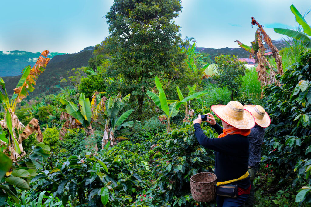 coffee tour jerico, tour café jerico,