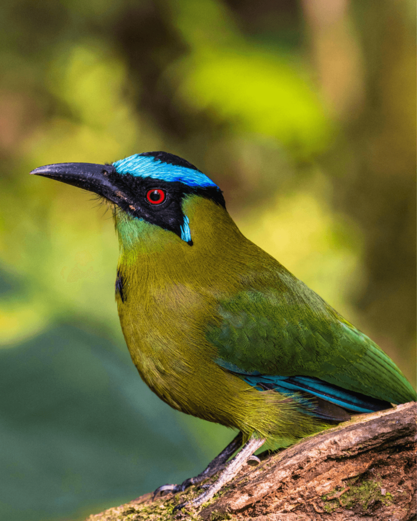 observation d'oiseau colombie, observation d'oiseau près de medellin, ornithologie colombie