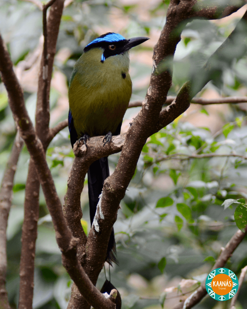 motmot colombie, oiseau de colombie,