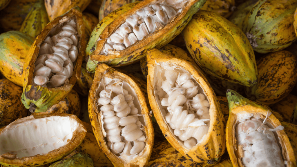 Visiter une Ferme de Cacao près de Medellin (2025)