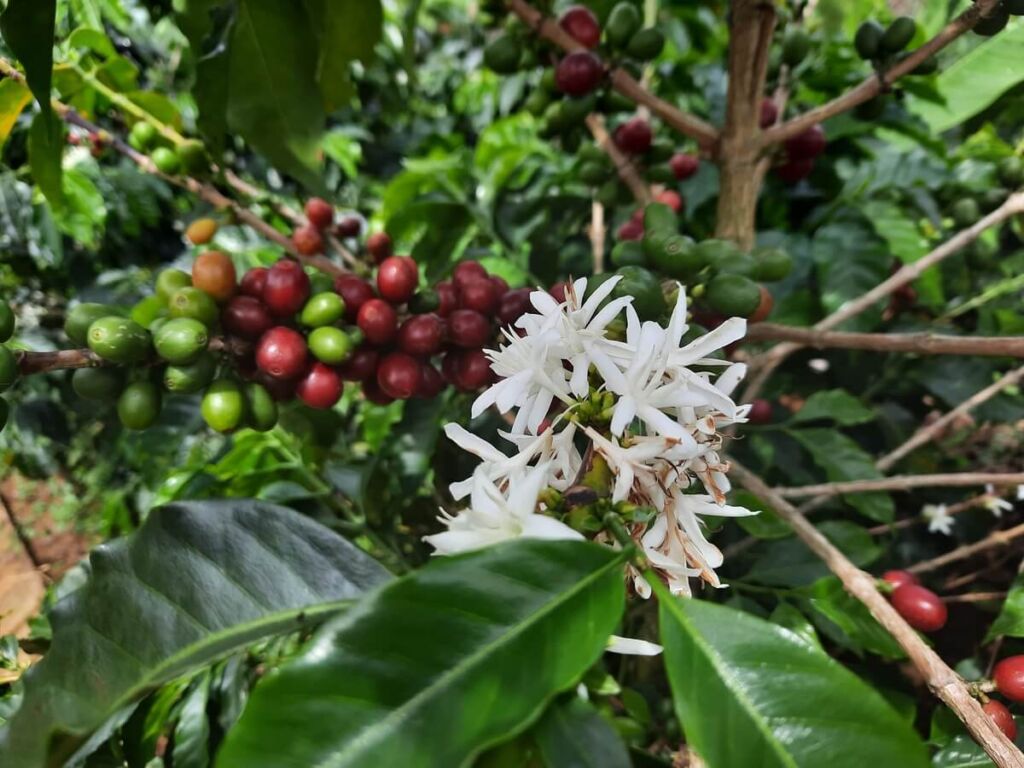 visite des plantations de café jerico,
