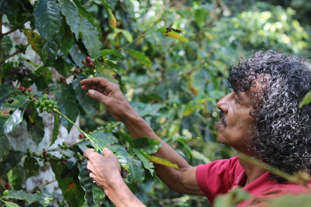 Producteur de café colombien dans sa ferme, tenant des grains de café fraîchement récoltés.