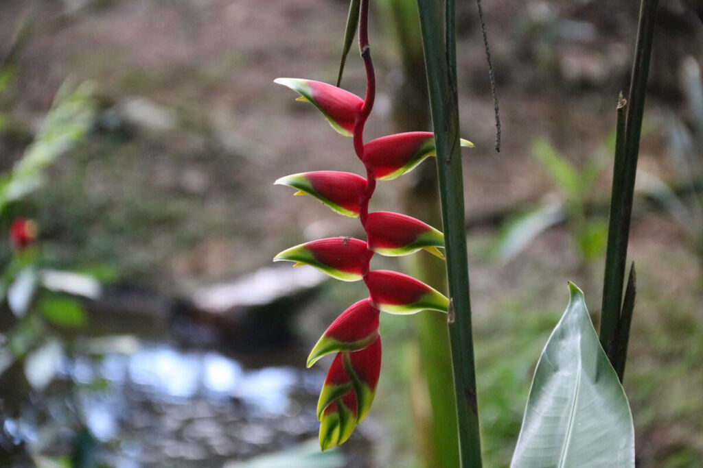 fleur de colombie, Jardin botanique jerico, Jericó colombie