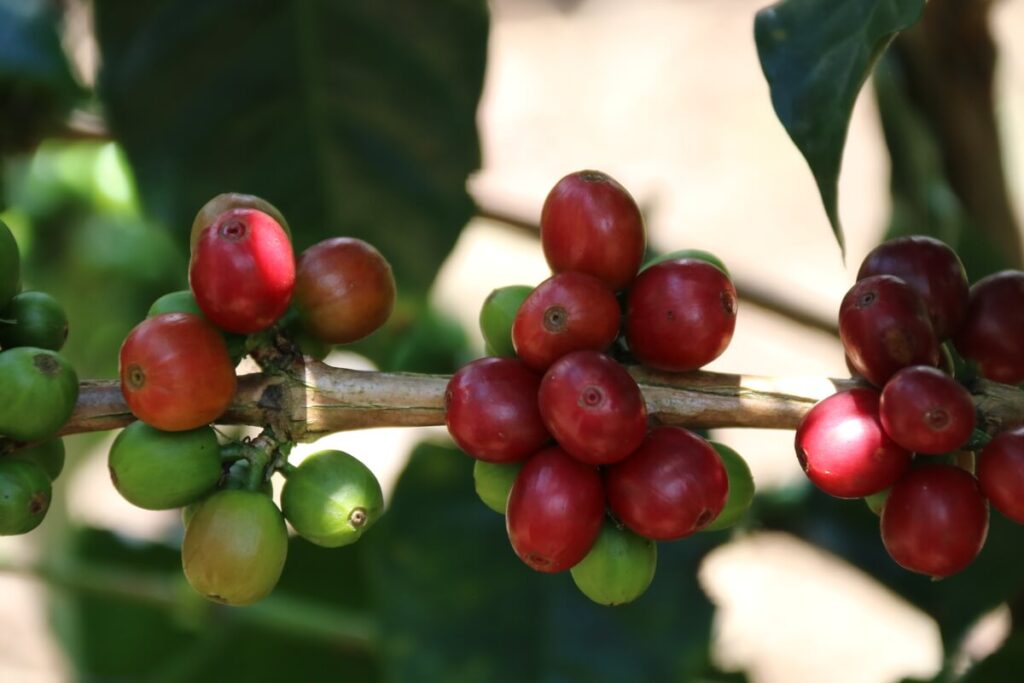visiter une plantation de café colombie, visiter une plantation de café, coffee tour colombia