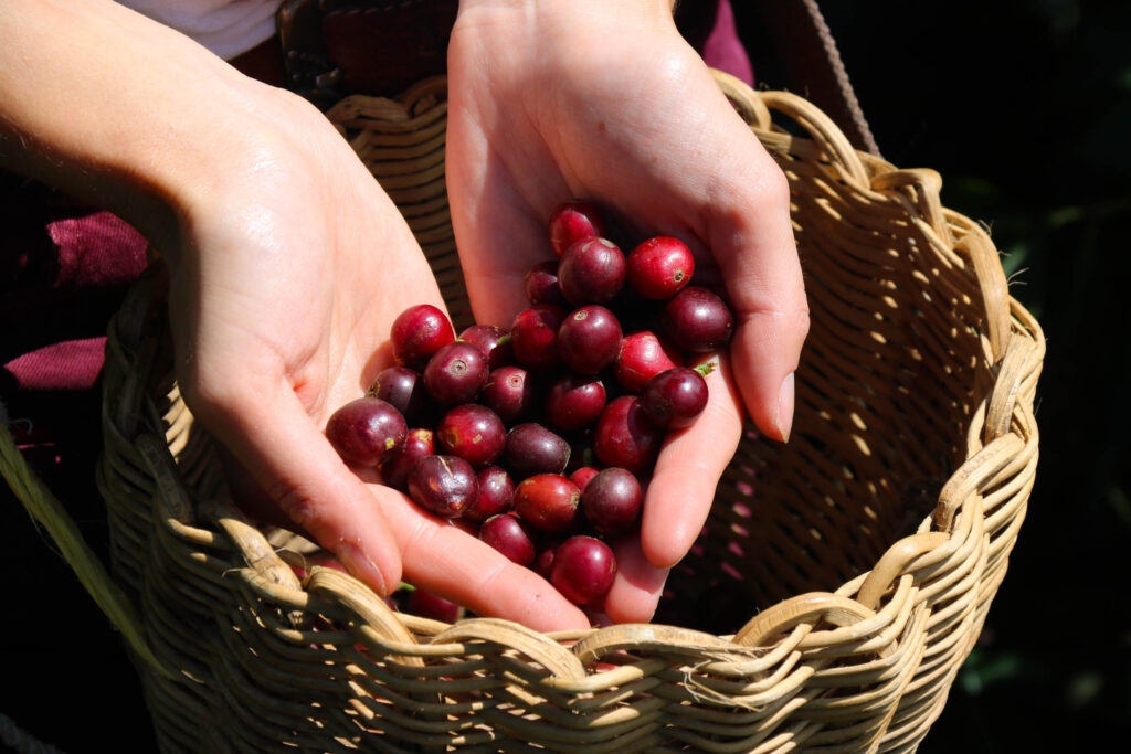 cueillette du café colombie ,visiter une ferme de café jerico