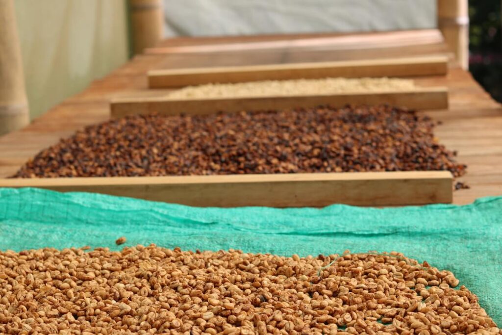 Séchage du café artisanal en Colombie