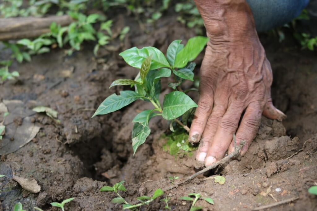 Plantation d'un arbre de café en Colombie